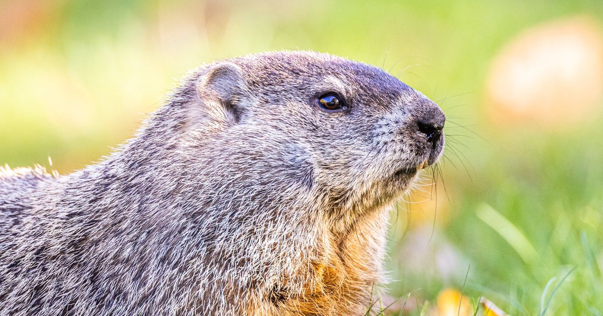 Kentucky Groundhog Dies On Groundhog Day: 'He Will Forever Be In Our Hearts'