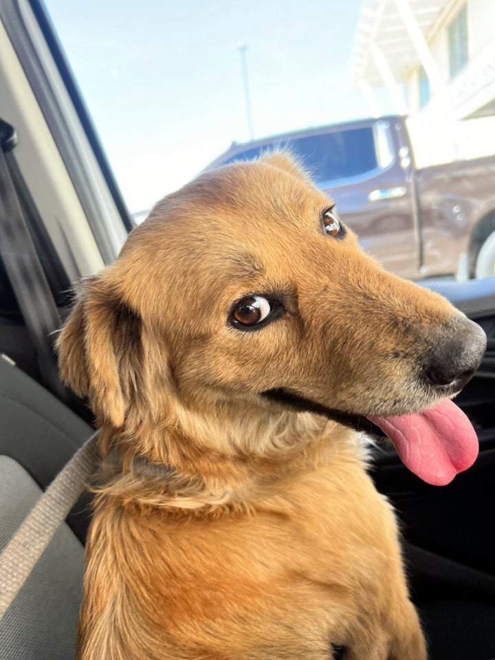 This image released by the U.S. Coast Guard, shows Connie the container dog.