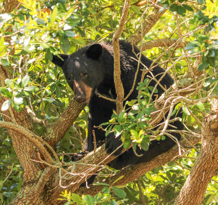 A black bear sits in an oak tree at Lake Eola Park in the heart of downtown Orlando, Florida, on Sunday morning, June 4, 2023. 