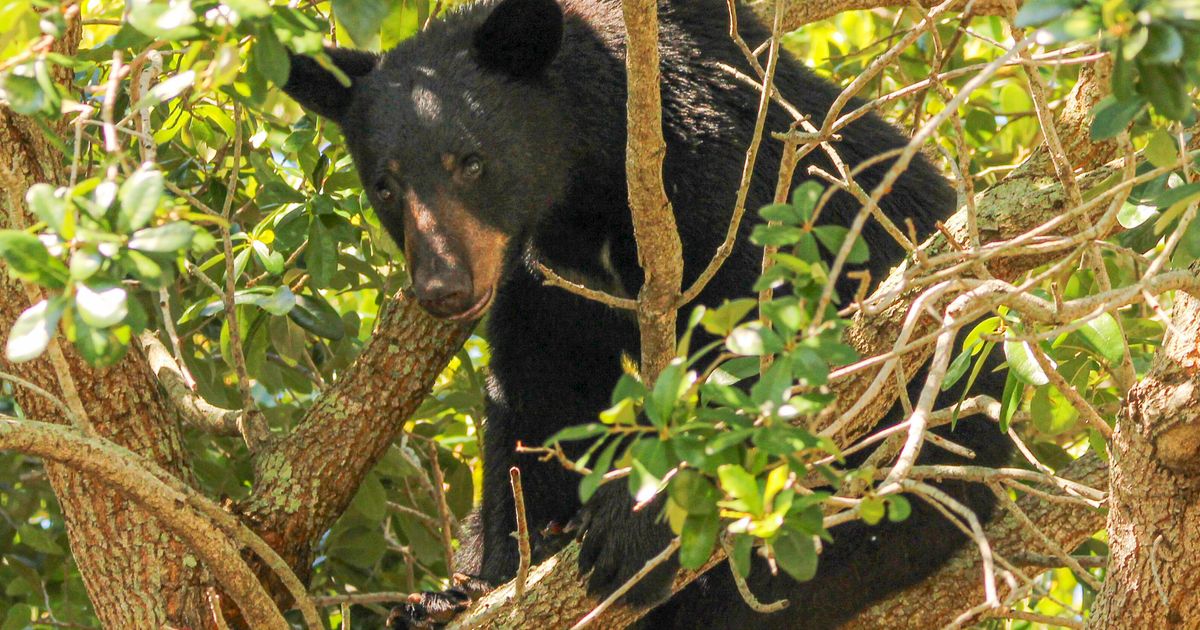 Florida Rep. Pushes Bill To Legalize Shooting Bears 'That Are On Crack'