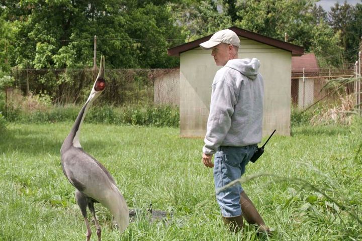 マナヅルのウォルナットと飼育員のクリス・クロウさん（2021年にスミソニアン国立動物園で撮影）