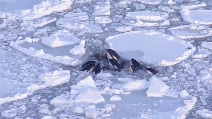 This image made from video shows a pod of killer whales bobbing up and down in a small gap surrounded by drift ice in Rausu, Hokkaido, northern Japan, on Feb. 6, 2024. 