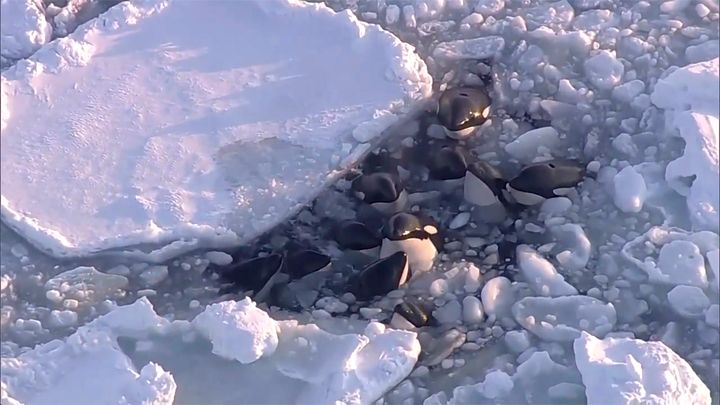This image made from video shows a pod of killer whales bobbing up and down in a small gap surrounded by drift ice in Rausu, Hokkaido, northern Japan, Feb. 6, 2024. 