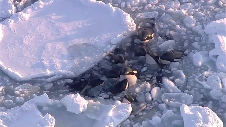 This image made from video shows a pod of killer whales bobbing up and down in a small gap surrounded by drift ice in Rausu, Hokkaido, northern Japan, Feb. 6, 2024.