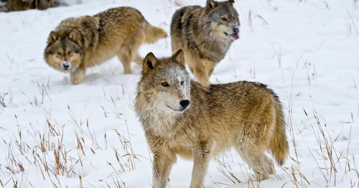 Another Major Legal Battle Is Brewing Over The Killing Of Gray Wolves