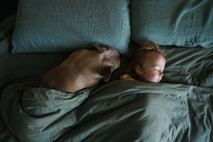 High angle view of baby boy and domestic dog sleeping together in cozy bed