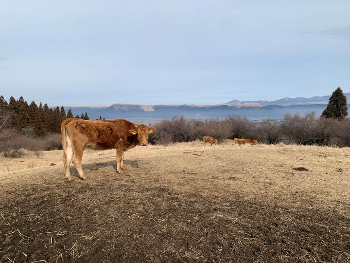 私が訪れた1月末には、乾燥したススキが生い茂っていた。すぐ近くには放牧する牛の姿も