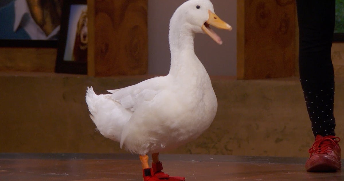 Wrinkle The Duck Helps Resurrect A TV Classic With 1 Incredibly Stupid Trick