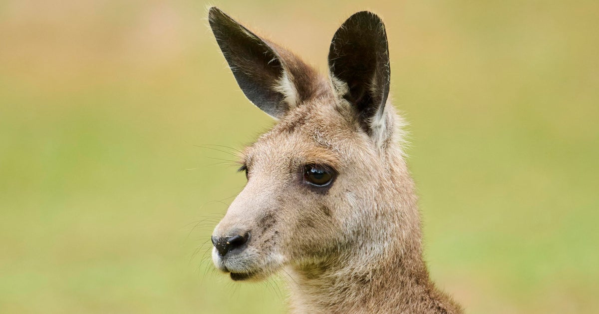 ‘You Read That Right!’: Florida Officials Nab Runaway Kangaroo