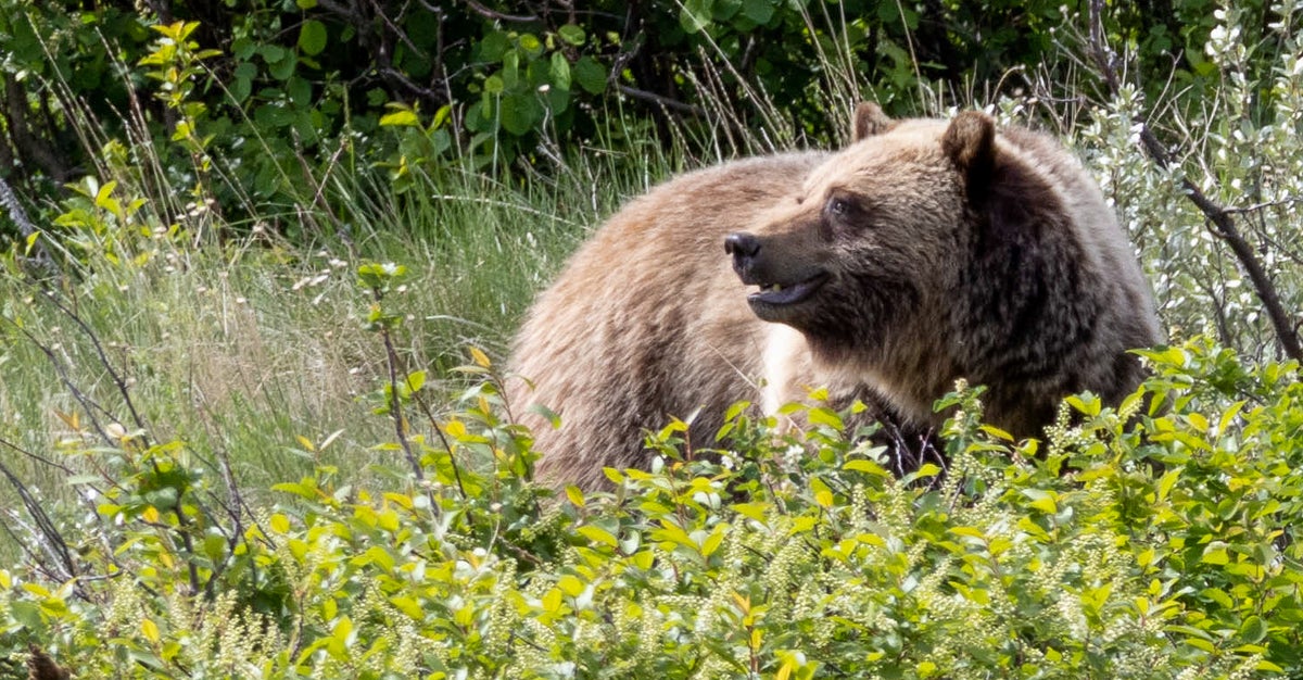 Grizzly Bears Are Making A Comeback Grizzly Bears Are Making A Comeback