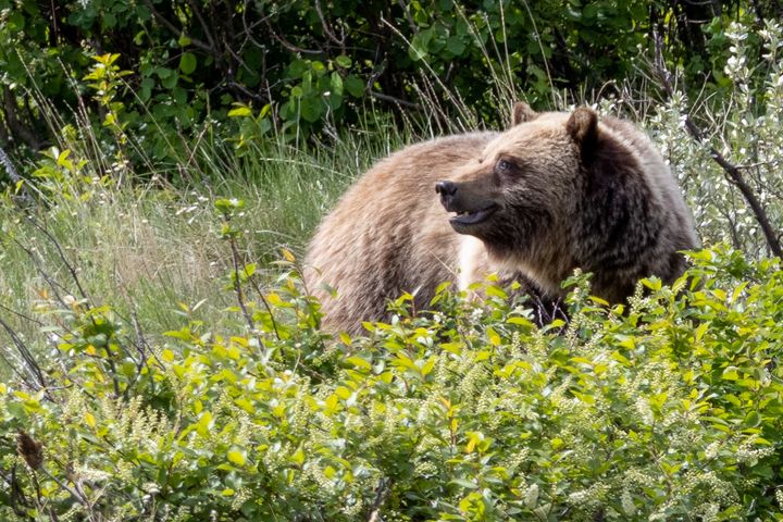 Grizzly Bears Are Making A Comeback