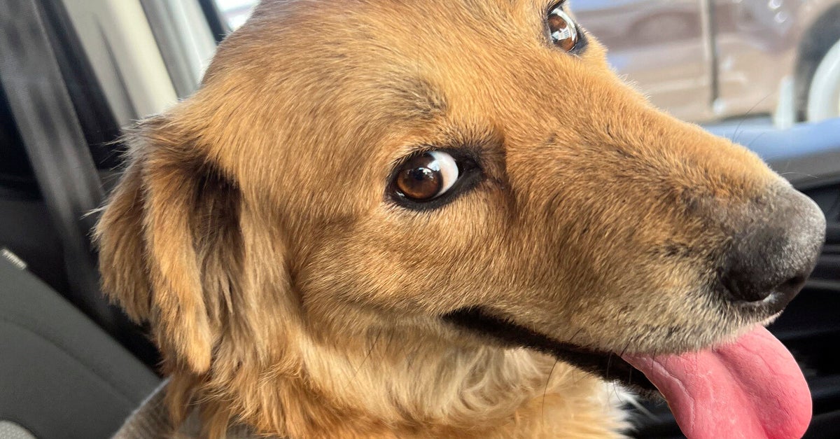 Dog Rescued From Inside Shipping Container Is Expecting Puppies