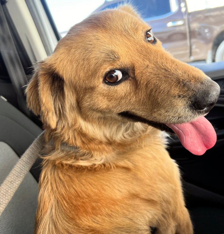 Connie the container dog, shortly after being freed from the shipping container in which she was trapped for at least eight days.