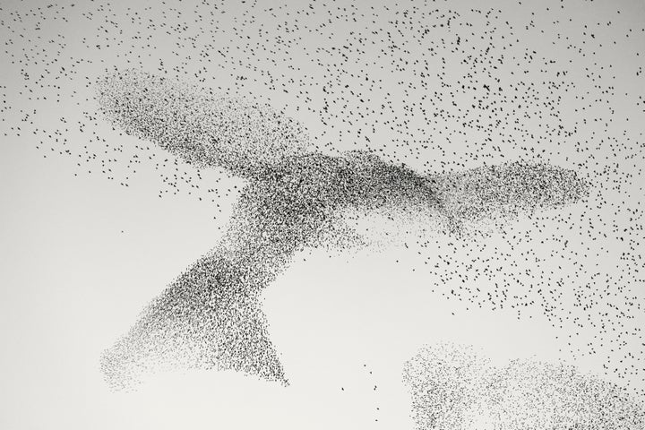 「Starling Murmuration（ムクドリの群れ）」