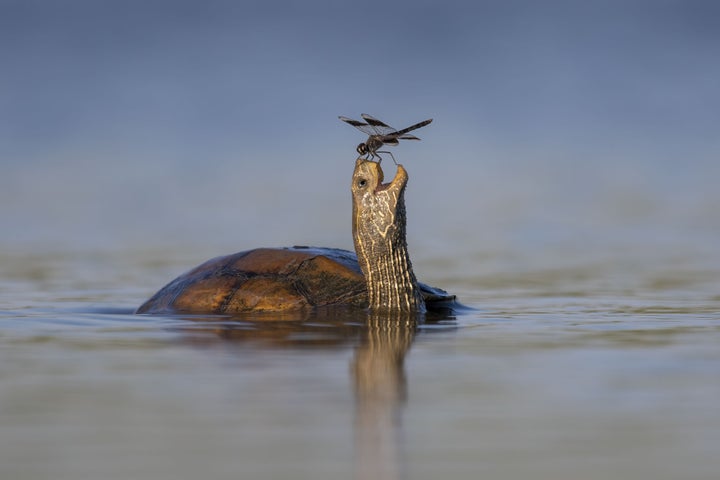 「The Happy Turtle（幸せなカメ）」