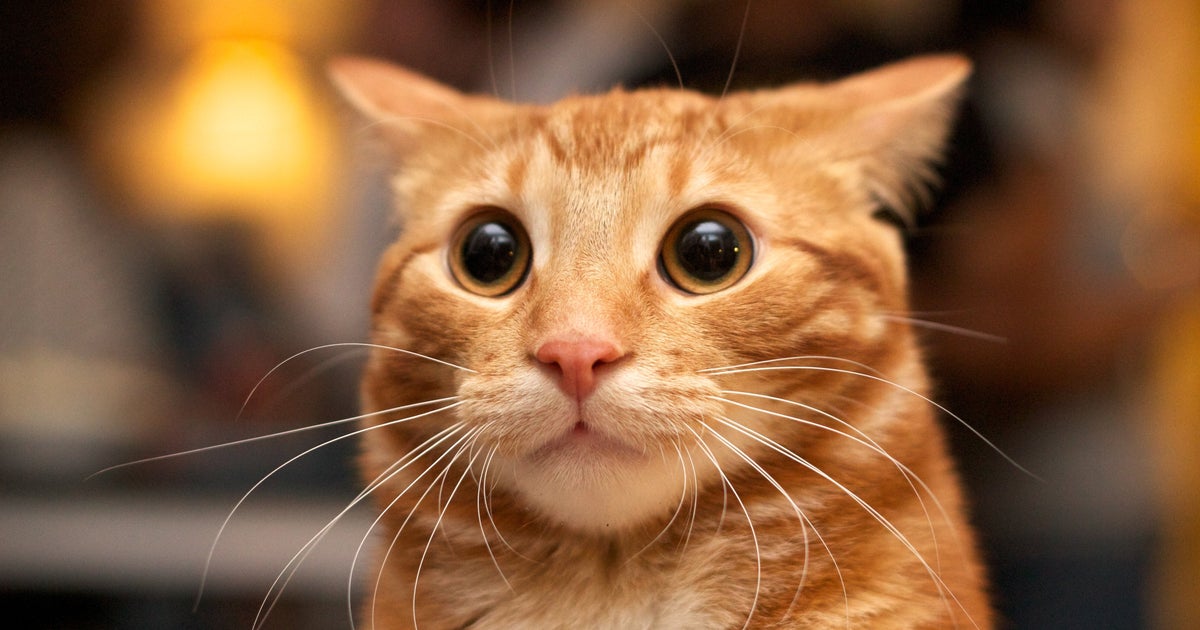 Oregon Resident Diagnosed With The Plague Likely Got It From Their Cat Oregon Resident Diagnosed With The Plague Likely Got It From Their Cat