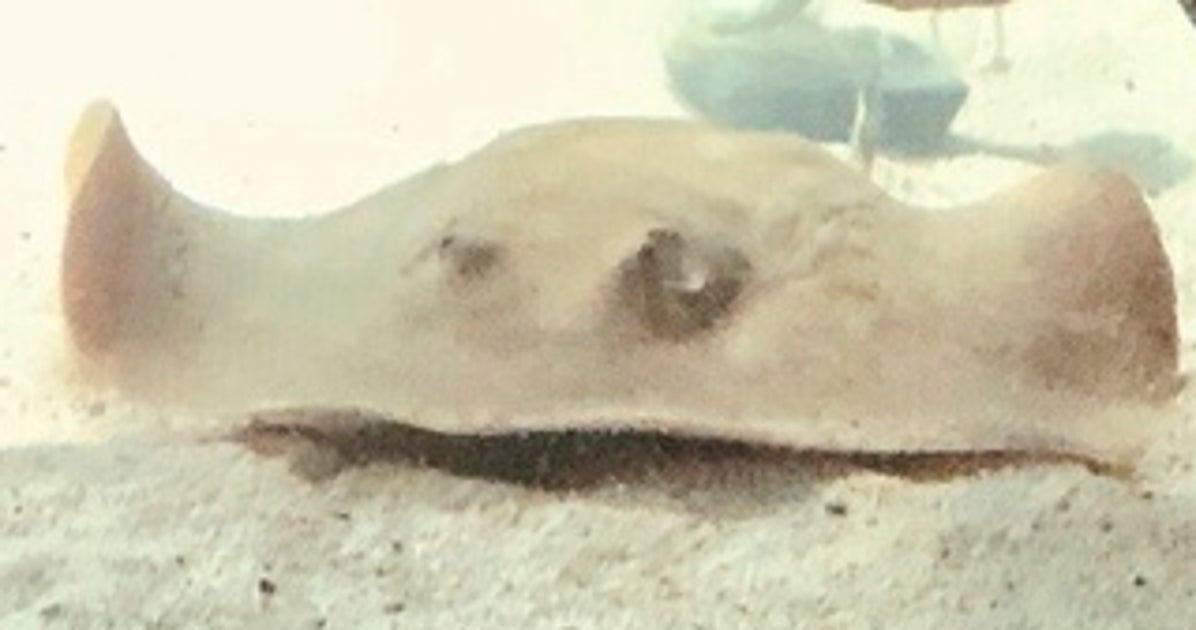 Stingray With No Male Companion Still Manages To Get Pregnant