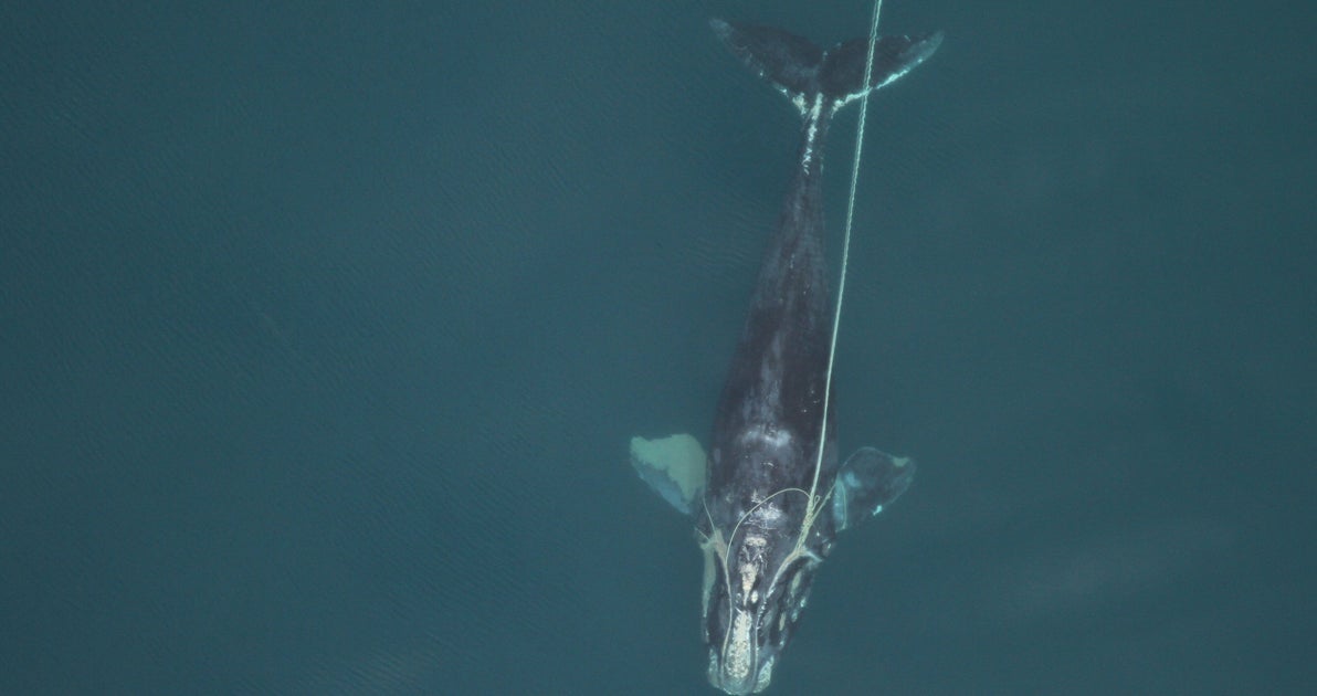 Maine Lobster Gear Linked To Dead Endangered Whale, Upending Industry Narrative