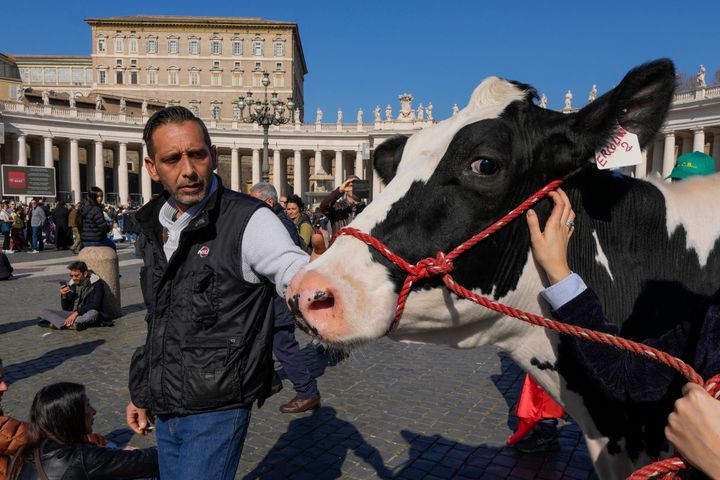 Ιταλοί αγρότες φέρνουν μια αγελάδα στην πλατεία του Αγίου Πέτρου στο Βατικανό πριν από την προσευχή Angelus του Πάπα Φραγκίσκου, Κυριακή 18 Φεβρουαρίου 2024.