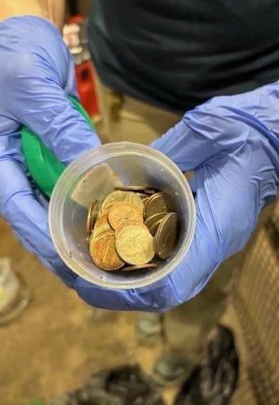 白いワニの体内から70枚の硬貨。米動物園が注意喚起「小銭を投げ
