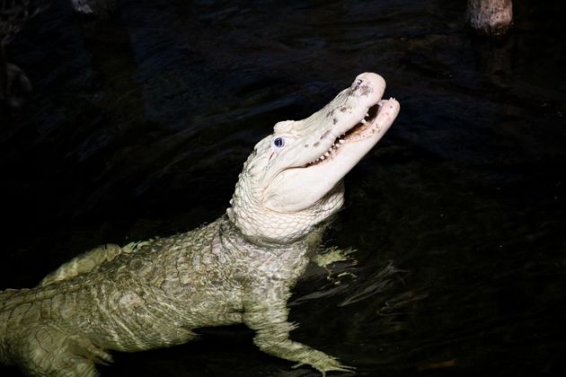 ヘンリー・ ドゥーリー動物園＆水族館で暮らしているワニのティボドー