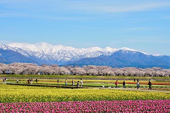 あさひ舟川「春の四重奏」【富山県】