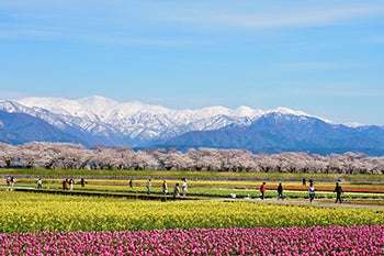 あさひ舟川「春の四重奏」【富山県】