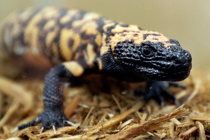 FILE - A Gila monster is displayed at the Woodland Park Zoo in Seattle, Dec. 14, 2018. A 34-year-old Colorado man has died on Friday, Feb. 16, 2024, after being bitten by his pet gila monster in a very rare occurrence. Gila monster bites are often painful to humans, but normally aren't deadly, experts say. (AP Photo/Ted S. Warren, File)