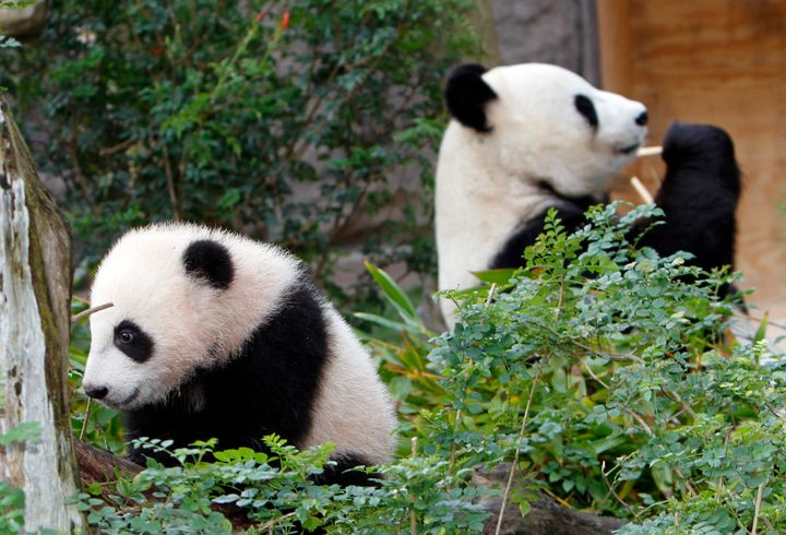 Yun Zi, left, the five-month-old panda cub plays in one of the panda exhibit areas at the San Diego Zoo while his mother, Bai Yun, chews on bamboo, Jan. 6, 2010, in San Diego. Panda lovers in America received a much-needed injection of hope Wednesday, Nov. 15, 2023, as Chinese President Xi Jinping said his government was “ready to continue” loaning the black and white icons to American zoos. 