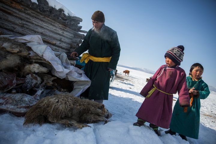 Davaadorj Duuji looks at a pile of his animals killed by the "dzud" in Darkhad Valley, Khovsgol province, Mongolia.