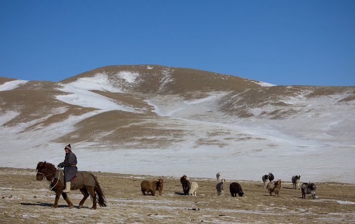 A Mongolian herder rides his horse along the frozen landscape on March 8, 2010, in Bayantsogt, Tuv province, Mongolia. Most of Mongolia is suffering from a dzud, and this has left insufficient grazing feed for livestock.