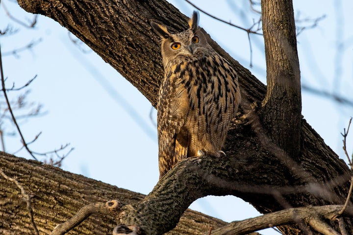 Flaco is pictured in a Central Park tree last year in New York City.