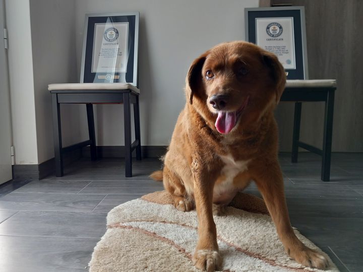 Bobi, a purebred Rafeiro do Alentejo Portuguese dog, sitting in front of his now-defunct Guinness World Record certificates.