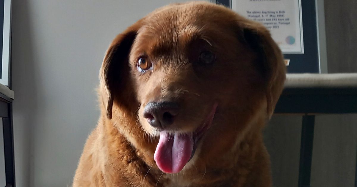 Bobi le chien dépouillé du « plus vieux » record du monde Guinness