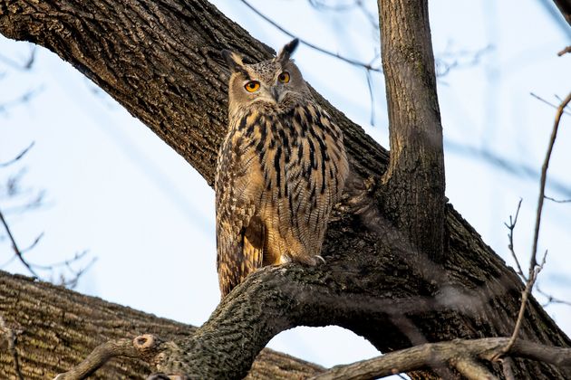 セントラルパーク動物園から逃げ出した、ミミズクのフラコ（2023年2月15日）