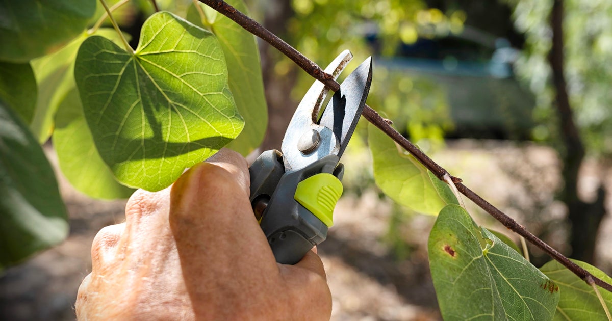 When Should You Prune Roses? UK Gardeners Urged To Do It ASAP