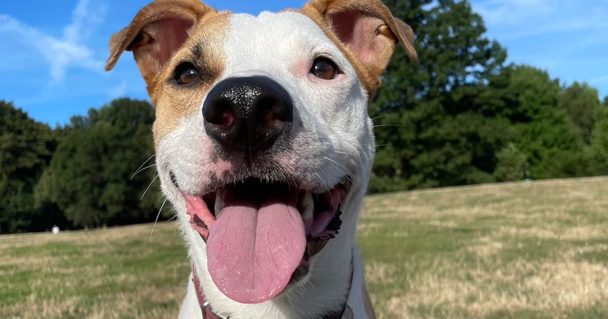 Is Your Dog Happy? Here’s How You Can Tell.