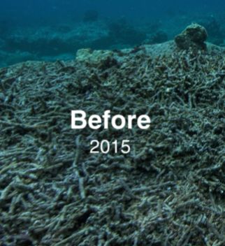 ユネスコが投稿した、荒廃したサンゴ礁の写真