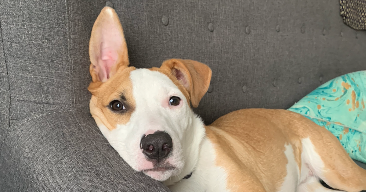 Love Petting Your Dog? There's Something You Should Know — And We Hope You're Prepared For This - HuffPost by Huffpost Podcast