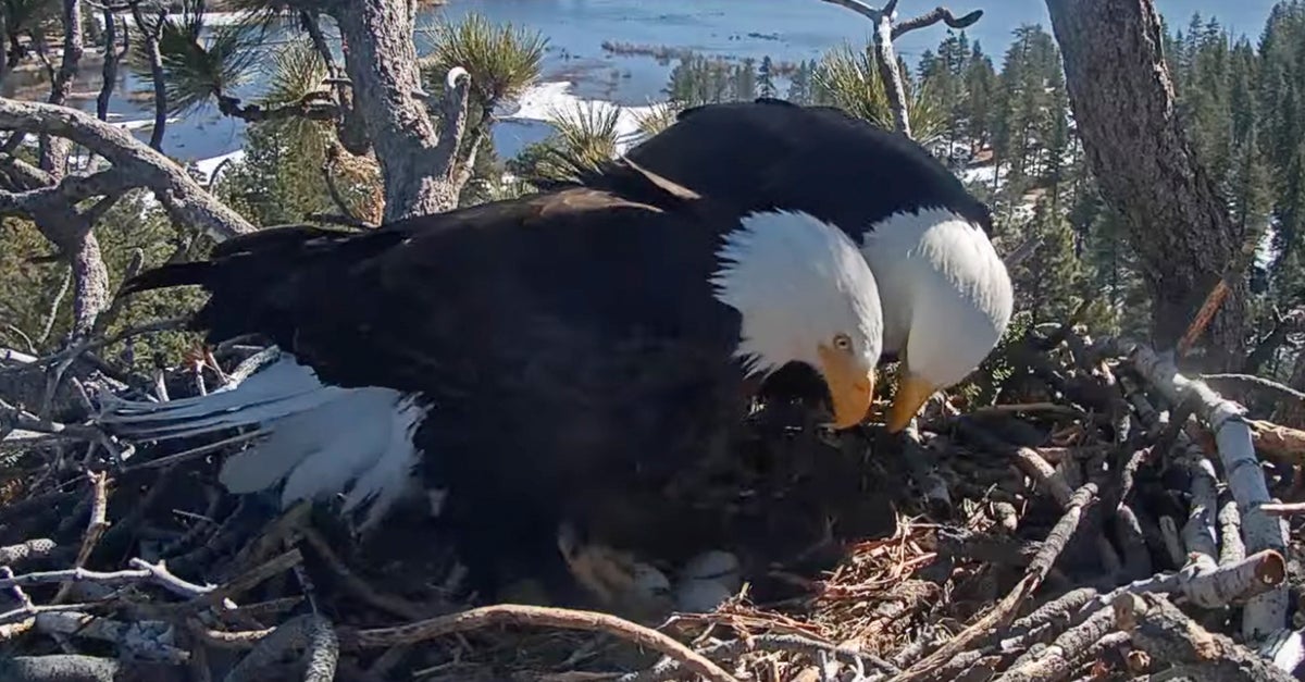 Eagle Seems To Be Trying To Convince Mate 'It's Time To Let Go' Of Nonviable Eggs