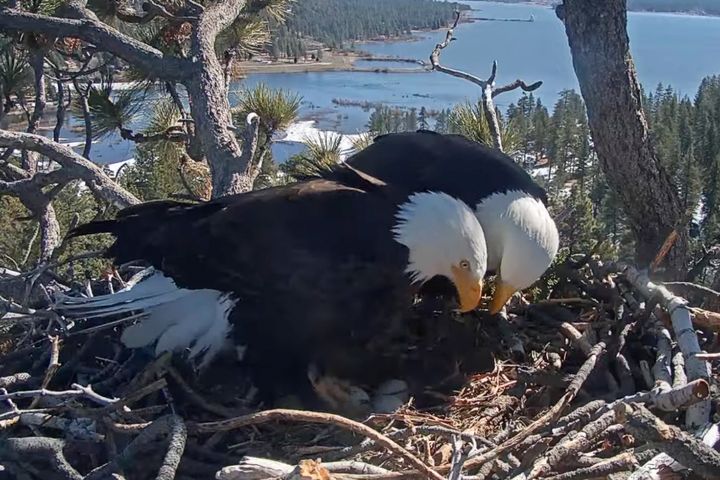 Jackie and Shadow are shown in their nest in an image released by Friends of Big Bear Valley.
