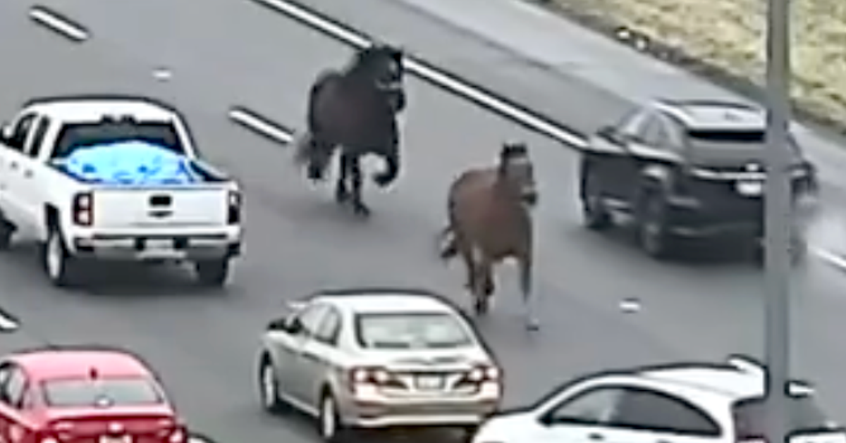 Trotting Through Traffic: Pair Of Police Horses Cause Highway Hazard In Ohio