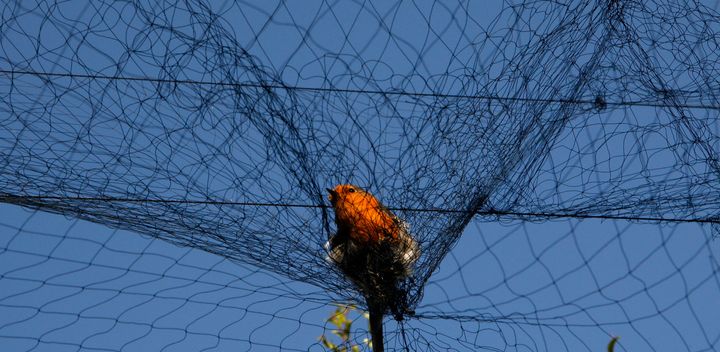 Σε αυτή τη φωτογραφία της 3ης Νοεμβρίου 2012, ένα πουλί είναι μπλεγμένο σε δίχτυ που χρησιμοποιούν λαθροκυνηγοί για να παγιδεύουν αποδημητικά πουλιά νωρίς το πρωί στην περιοχή Λάρνακα της Κύπρου. Τα μικρά πουλιά, που στα ελληνικά ονομάζονται αμπελοπούλια, θεωρούνται λιχουδιά στην Κύπρο και οι λαθροθήρες προμηθεύουν μια προσοδοφόρα αγορά. Εν μέσω οικονομικής κρίσης που έχει οδηγήσει την ανεργία σε επίπεδα ρεκόρ στο νησί της ανατολικής Μεσογείου, οι άνεργοι στρέφονται στη λαθροθηρία για να τα βγάλουν πέρα.