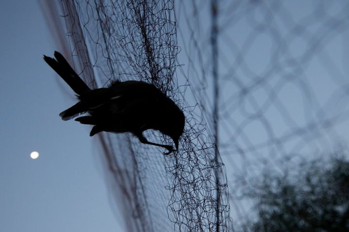 Ένα πουλί μπλέκεται σε δίχτυ που χρησιμοποιούν οι λαθροθήρες για να παγιδεύουν αποδημητικά πουλιά νωρίς το πρωί στην περιοχή Λάρνακα, Κύπρος, στις 3 Νοεμβρίου 2012. Οι οικολόγοι στην Κύπρο λένε ότι παρά την τεράστια μείωση της παράνομης λαθροθηρίας μεταναστευτικών τραγουδοπουλιών πέρυσι, οι αρχές επιβολής του νόμου εξακολουθούν να κωλυσιεργούν στη δίωξη λαθροκυνηγών που συνδέονται με τον υπόκοσμο και παγιδεύουν τα πουλιά σε "βιομηχανική κλίμακα" για να προμηθεύουν παράνομα εστιατόρια.