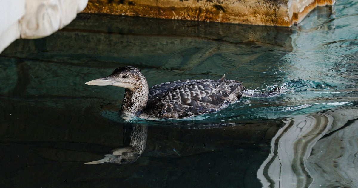 Fine-Feathered Tourist: Rare Bird Crashes Las Vegas Water Show