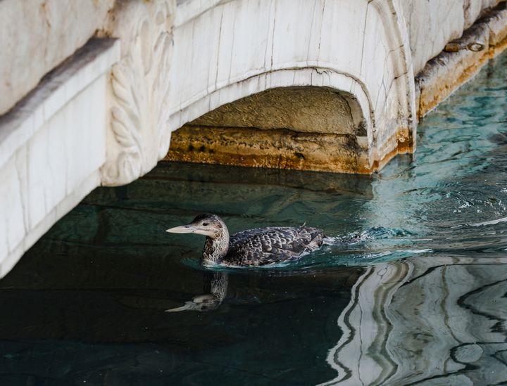 A yellow-billed loon swims in Lake Bellagio on the Strip in Las Vegas, Tuesday, March 5, 2024. The Bellagio said in a social media post Tuesday that it paused its fountains as it worked with state wildlife officials to rescue a yellow-billed loon who âfound comfort on Las Vegasâ own Lake Bellagio.â (Rachel Aston/Las Vegas Review-Journal via AP)