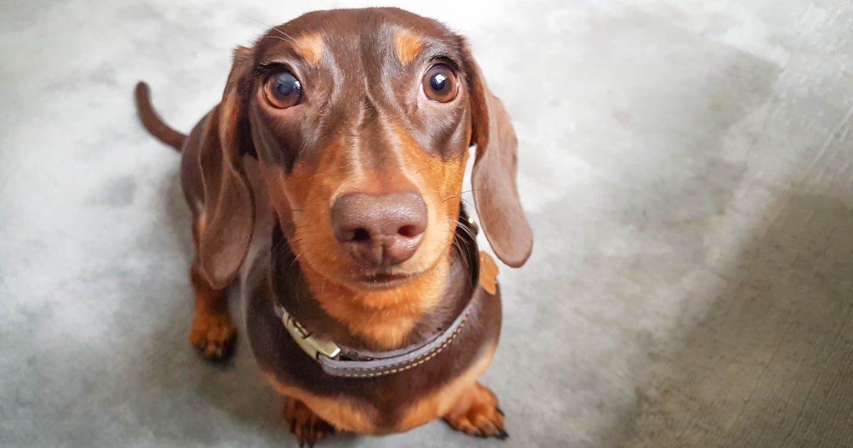 7 Products To Make Cutting Your Dog’s Nails Way Easier