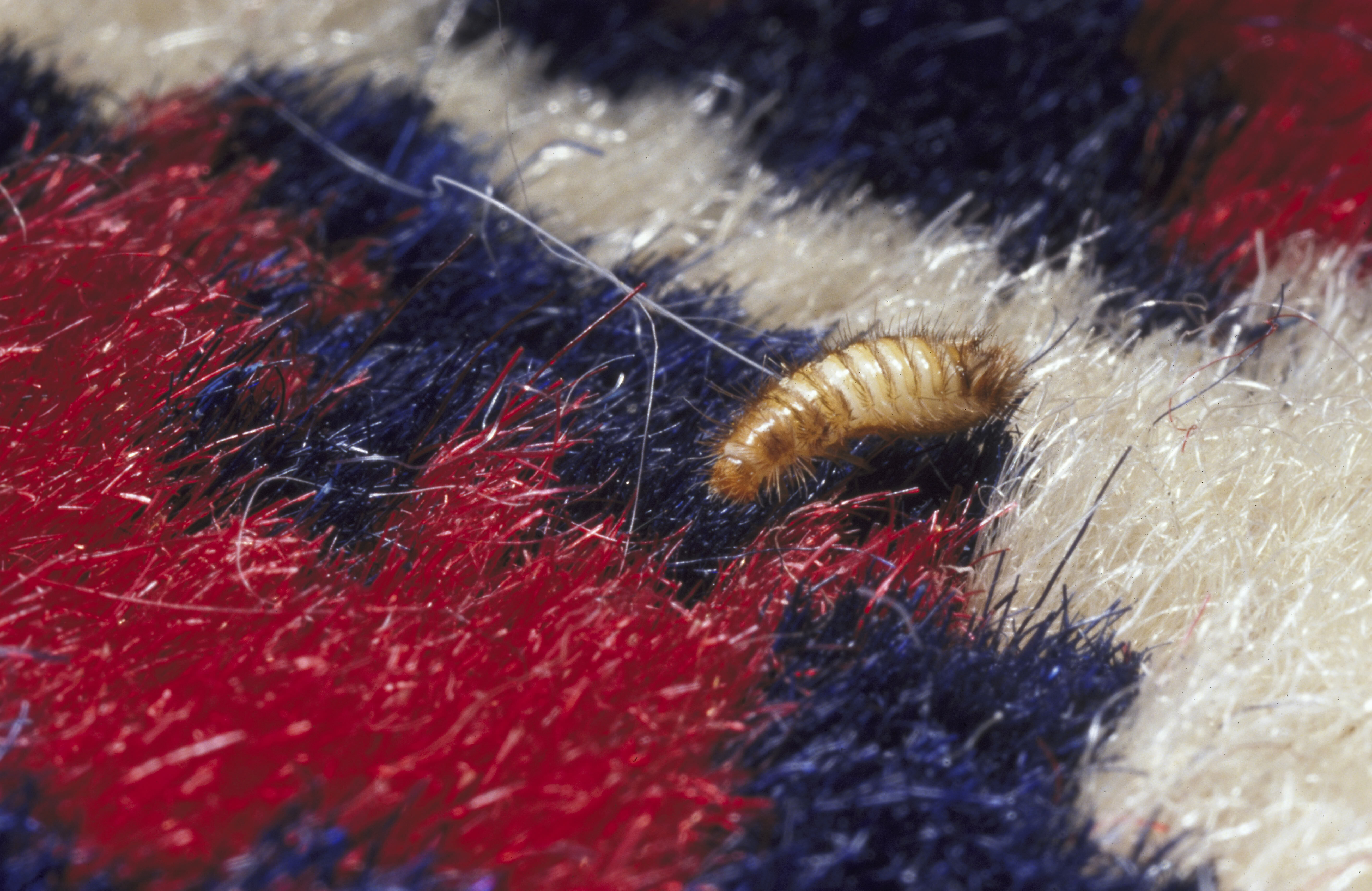 This Is How To Get Rid Of The Bugs In Your Carpet HuffPost UK Life   65eaeaff2500003300944757 