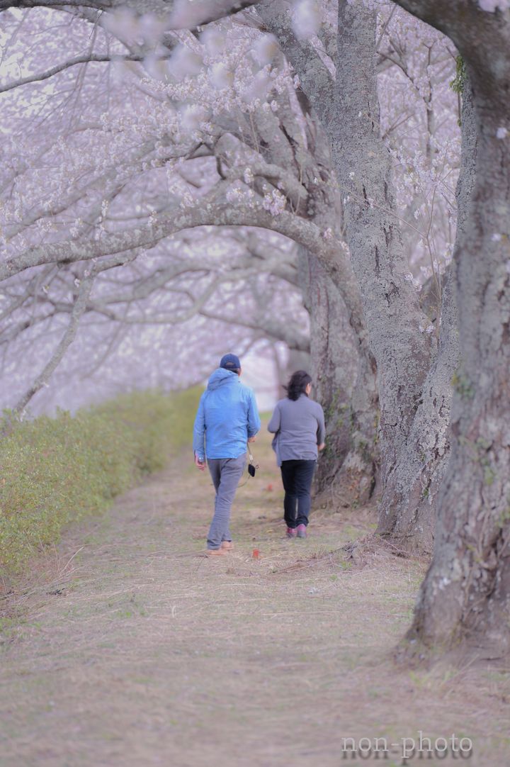 散歩する夫婦（2017年撮影、楢葉町の上繁岡大堤で）