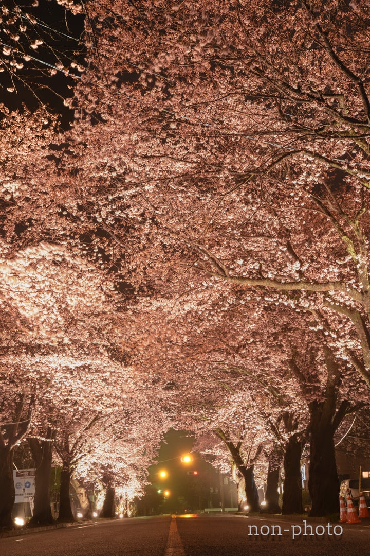 まだ大部分に立ち入ることができなかった頃の夜の森の桜並木。奥には立ち入りを禁ずるバリケードがうっすら見える（2017年撮影）